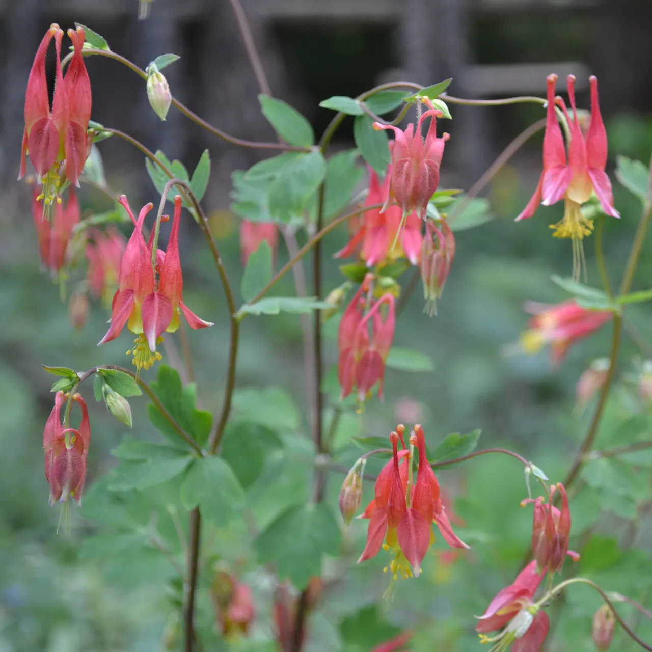 Eastern Red Columbine Seeds (Aquilegia canadensis)