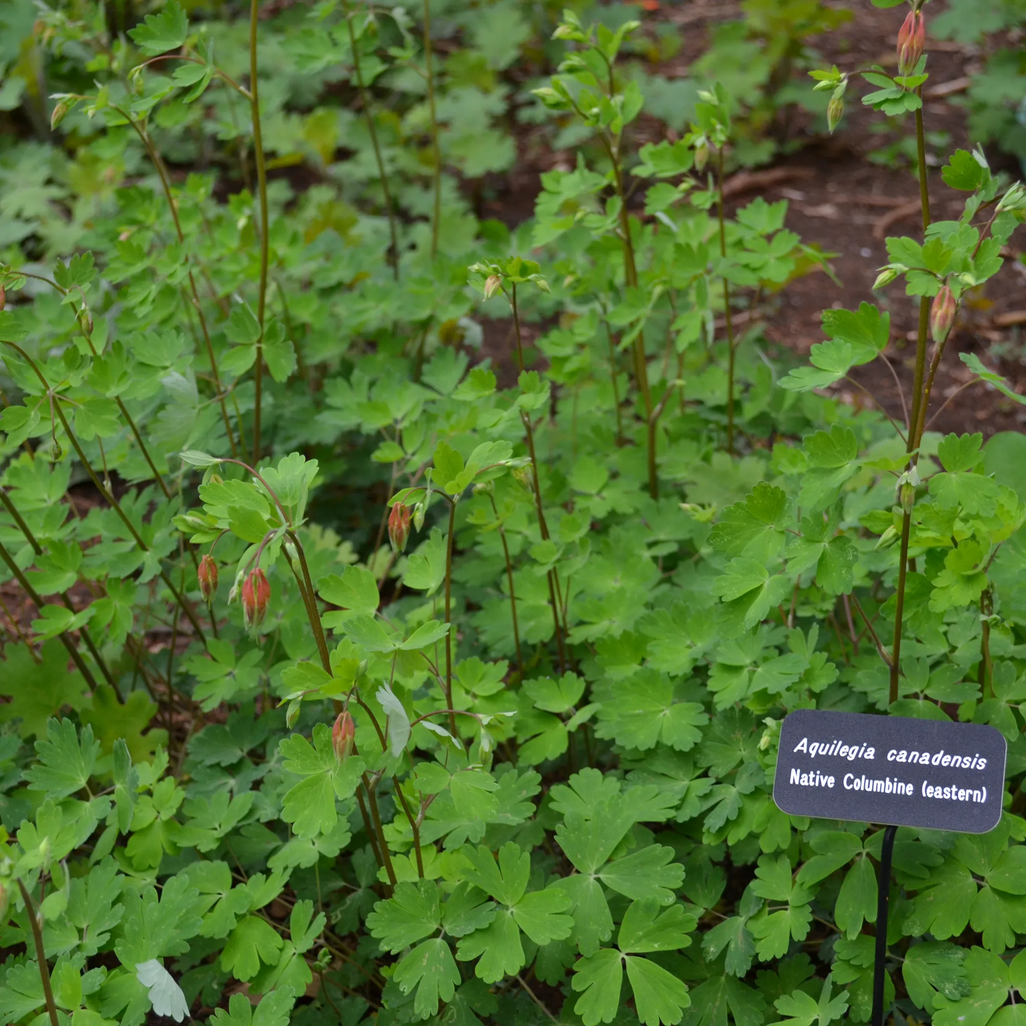 Eastern Red Columbine Seeds (Aquilegia canadensis)