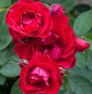 Rose Scarlet Queen Elizabeth | Floribunda | 4L Potted Rose(PRE ORDER FOR DECEMBER)