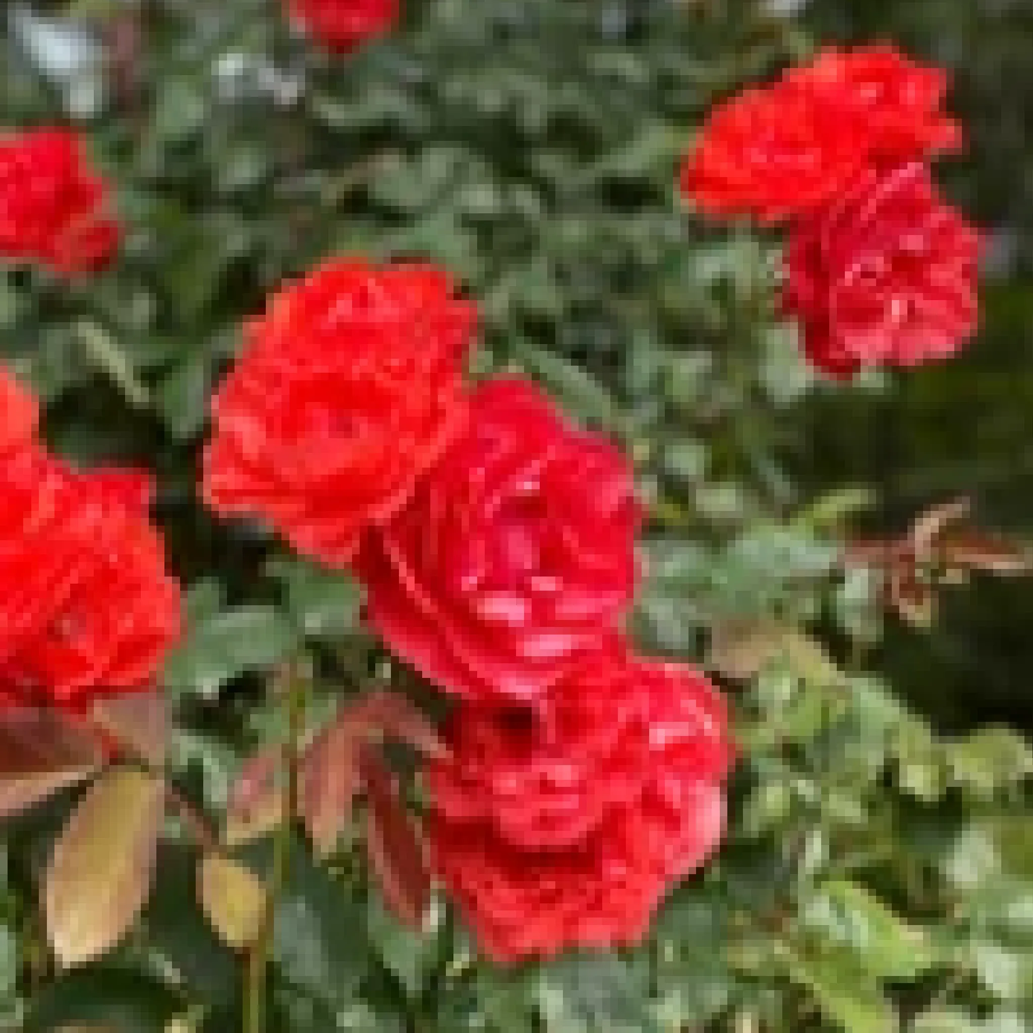 Rose Scarlet Queen Elizabeth | Floribunda | 4L Potted Rose(PRE ORDER FOR DECEMBER)