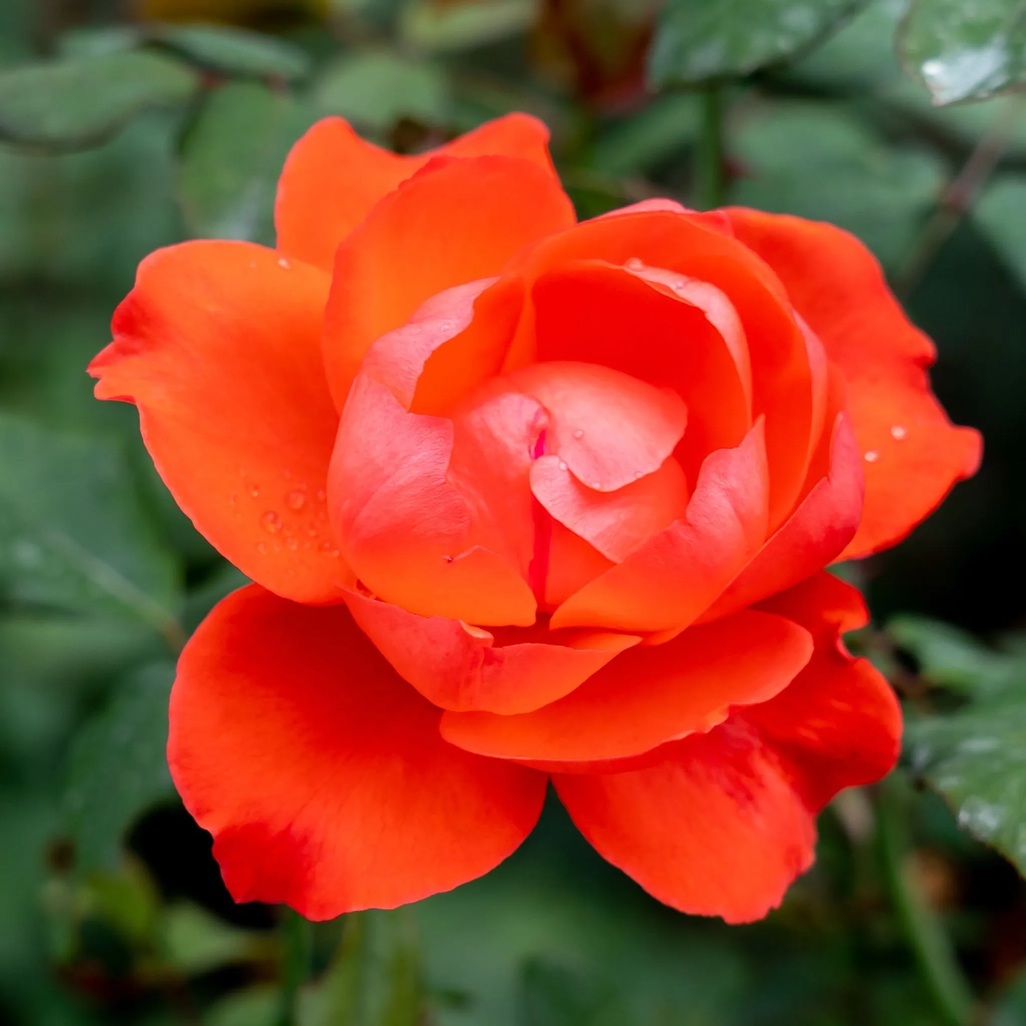 Rose Scarlet Queen Elizabeth | Floribunda | 4L Potted Rose(PRE ORDER FOR DECEMBER)