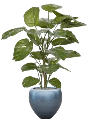 Scindapsus Aureum in Baq Metallic Silver leaf Office Plant With Pot 161cm Height 33cm Dia